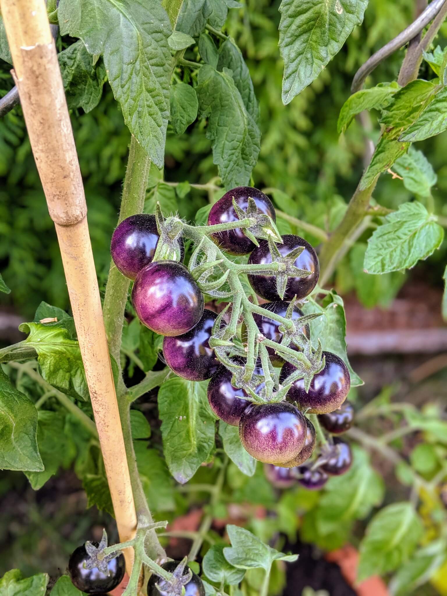 schwarze Tomaten bild