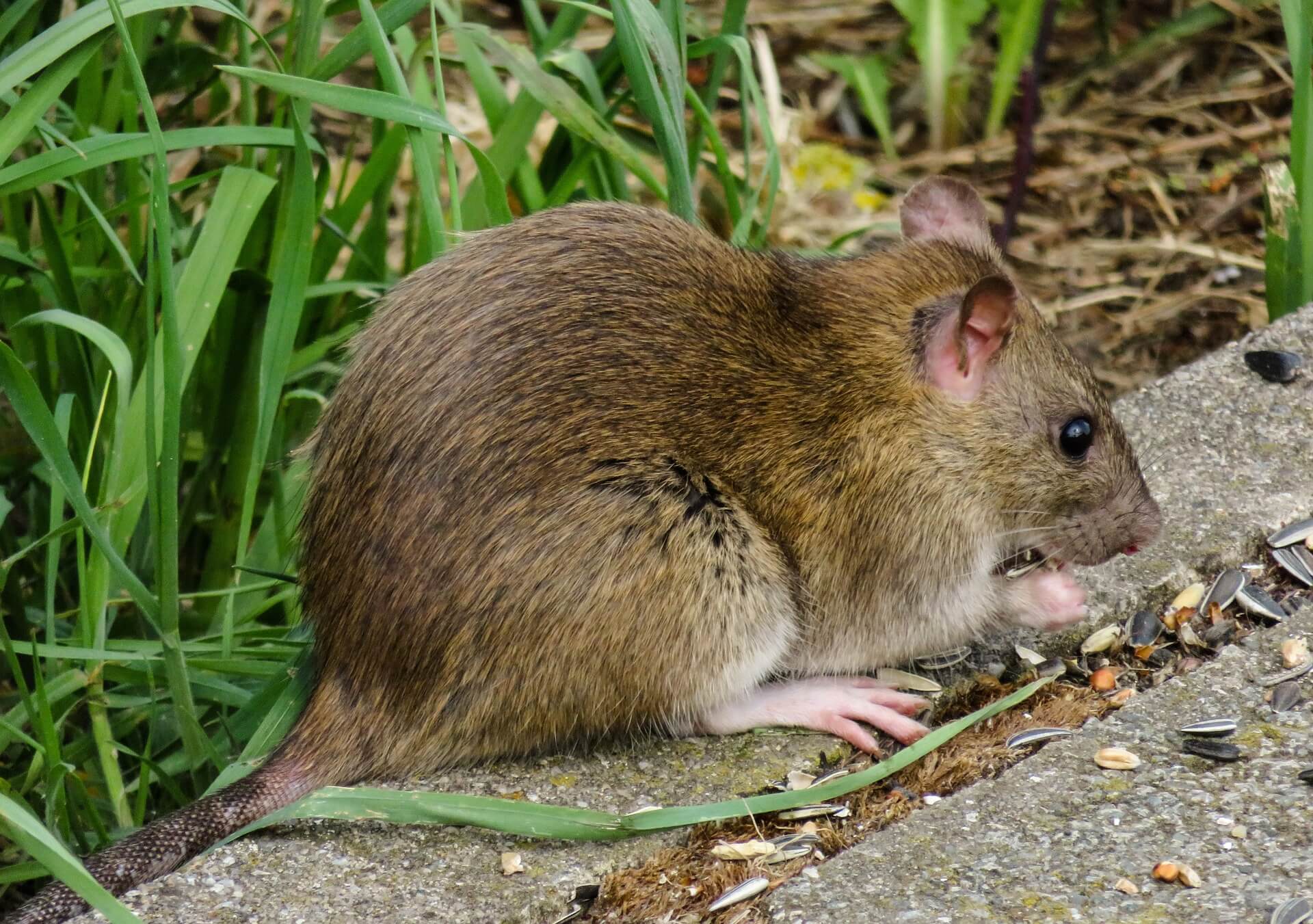 Ratten im Garten erkennen und bekämpfen | die besten 3 Tipps