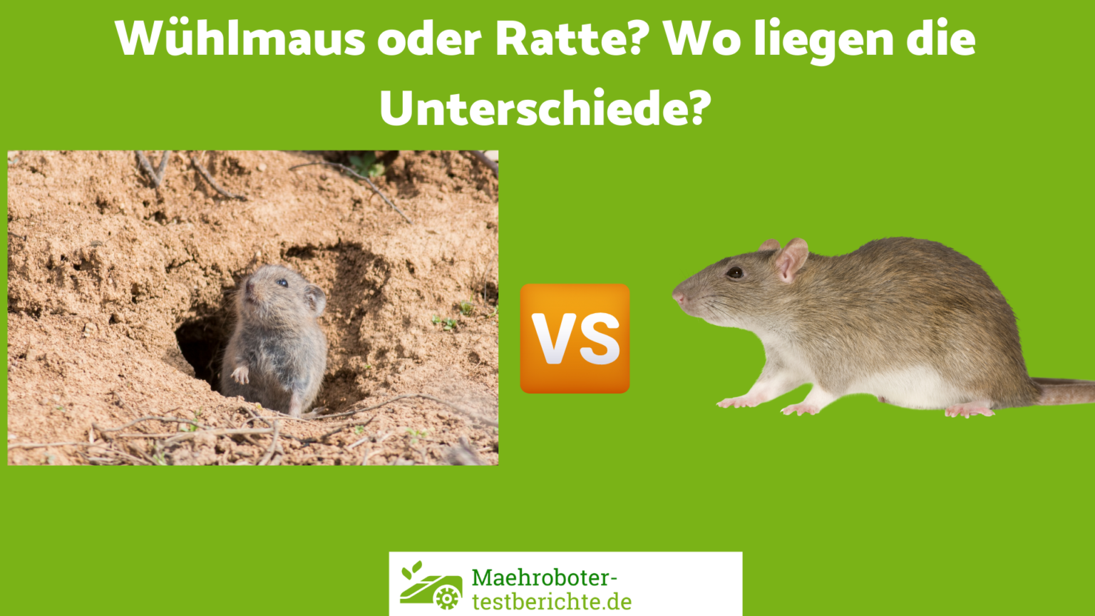 Wühlmaus oder Ratte? - die 7 wichtigsten Unterschiede [ Videos und ...