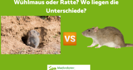 Wühlmaus oder Ratte