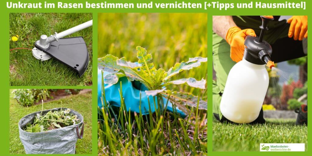 Unkraut im Rasen bestimmen und vernichten [+Hausmittel]